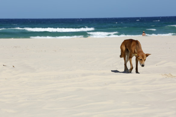 A dingo on K’gari, formerly known as Fraser Island.