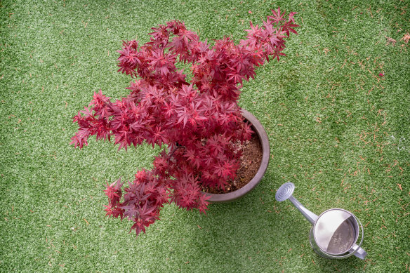 Japanese maple is a great option for those looking to pot autumn colours.