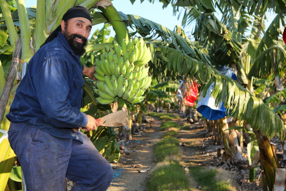 Third-generation banana grower Michael Singh said he could count the number of banana growers left in the Coffs region on one hand.