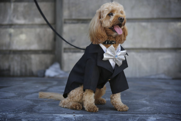 Oscar the Cavoodle (aged 2) on the set of Opera Australia's La Boheme in Sydney in April 2018.