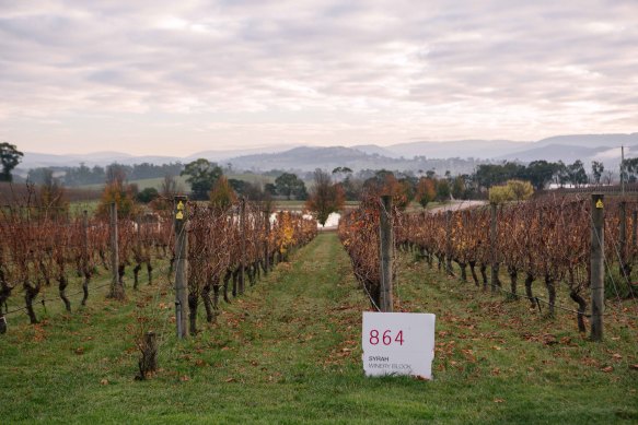 The Oakridge Wines vineyard in the Yarra Valley, Vic.