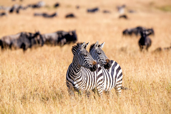 Zebra crossing.