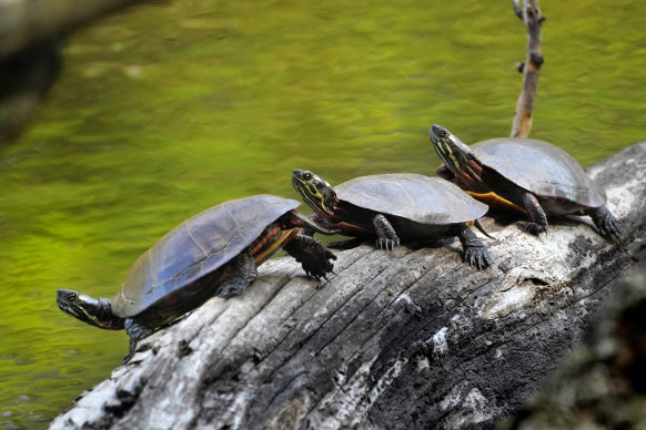 Warm-blooded creatures had more energy and were no longer dependent on the environment to raise their body temperature. 