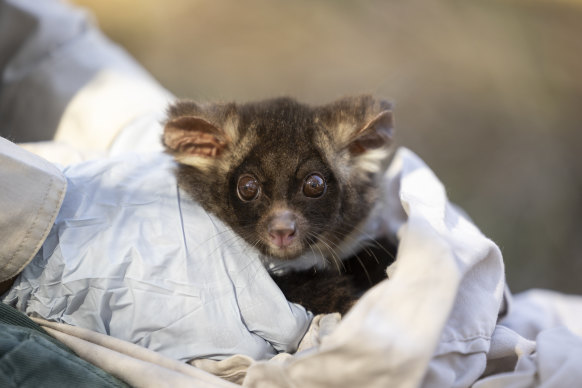 A southern greater glider in Tallaganda National Park in NSW.