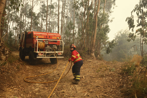 A firefighter works to extinguish a fire in Eucalyptus forest in Portugal in 2024.