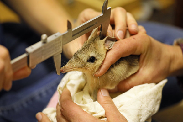 Western barred bandicoots have been released into the wild in NSW for the first time in a century.