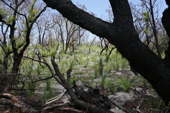 Regrowth between Orchid Beach and Wathumba, in the island’s north, in January.