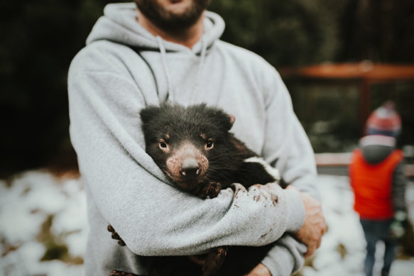 Cuddle a quirky marsupial.