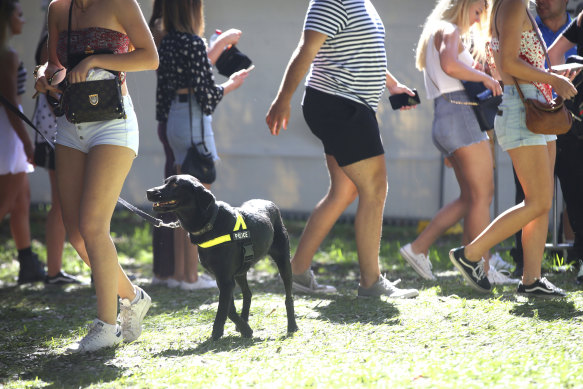 The use of sniffer dogs at music festivals has been shown to be ineffective.