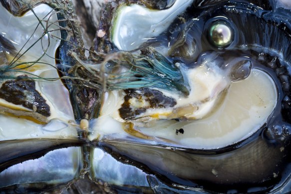 Tropical treasure hunt … visitors can dive for their own pearl.