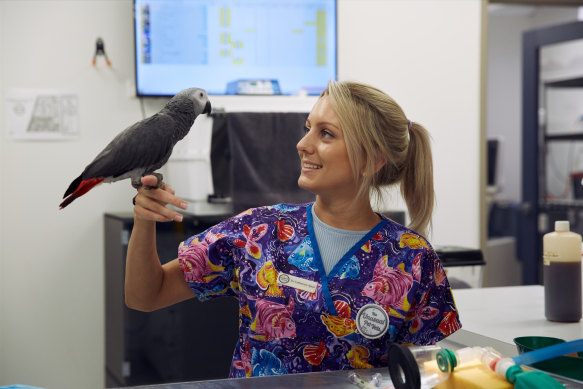 Bizarre Pet Vets travels to clinics around Australia where unusual procedures take place.