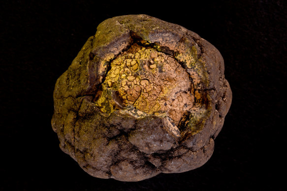A polymetallic nodule with a section of the top layers removed, from the Blake Plateau in the Atlantic Ocean. 