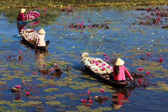 I collect water lilies along the Ninh Binh waterways.