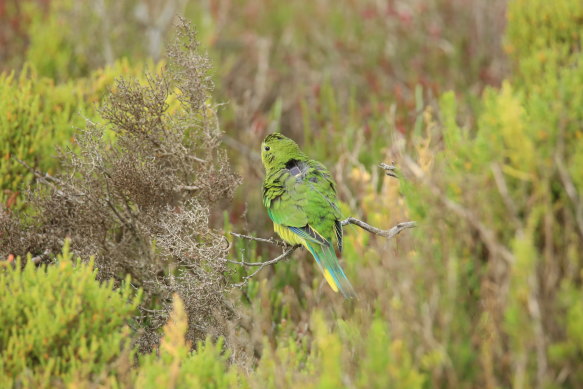 One of the orange-bellied parrots fitted with a solar-powered satellite tracker. 