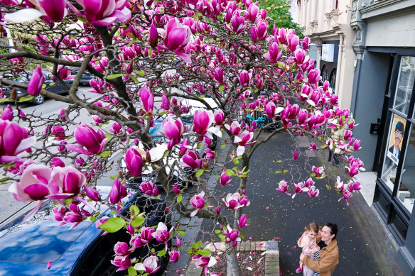 Amy Hall with her daughter Elena Bonneau with magnolias in bloom on Gertrude Street, Fitzroy. 