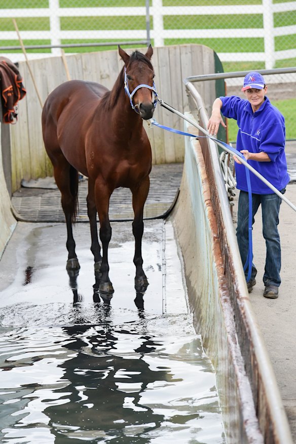 Shamal Wind at the Caulfield stables in 2015.