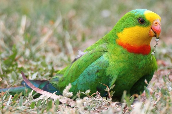 The superb parrot, which is listed as vulnerable.