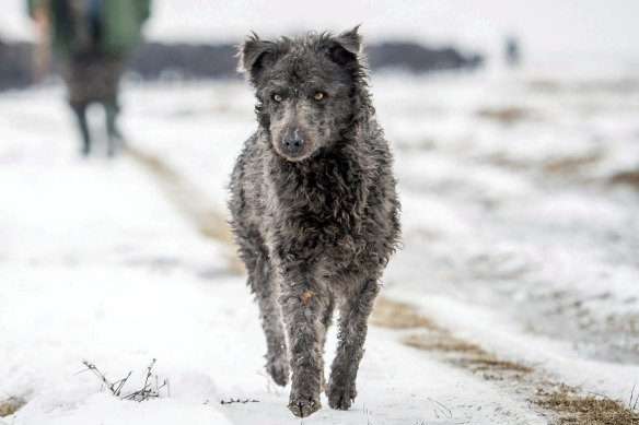 Hungarian shepherd clearance