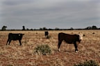 After months of watching and waiting, forecasters have pulled the trigger on El Niño.