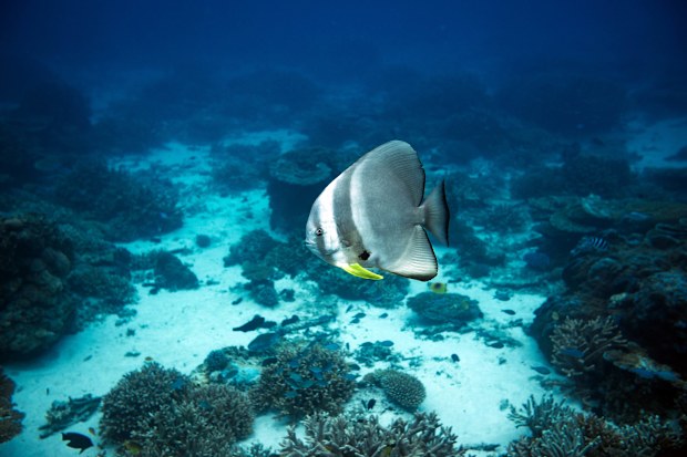 An Australian tropical batfish swimming in tropical blue water over a sandy reef surrounding Lady Elliot Island on the Southern Great Barrier Reef, Queensland.