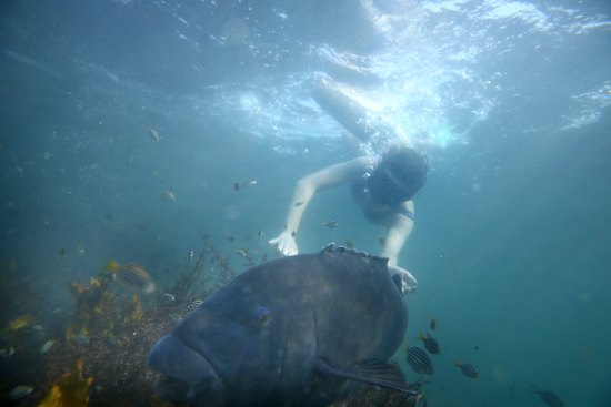 A snorkeller greets a blue groper at Clovelly, which neighbours Gordon’s bay in Sydney’s east.