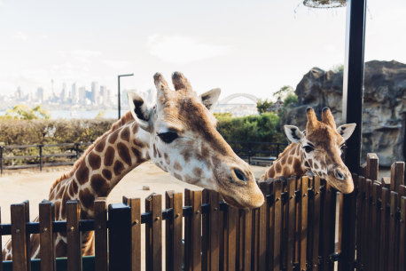 Curious giraffes peering over their enclosure at Taronga Zoo, a great place to bring visitors.