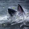A humpback whale surfaces while lunge feeding on menhaden, a small fish, in the Atlantic. Scientists have discovered a new anatomical structure that allows lunge-feeding whales to take in massive amounts of water without choking.