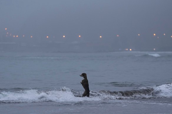 A dog stands on its hind legs to watch its owner take a morning swim in the Pacific Ocean on an overcast, winter day in Lima, Peru.