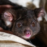Logging in NSW forest suspended after an endangered greater glider found dead