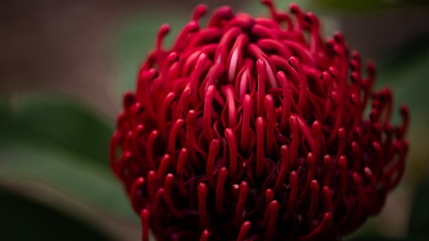 A waratah in bloom at the Australian Botanic Garden Mount Annan.