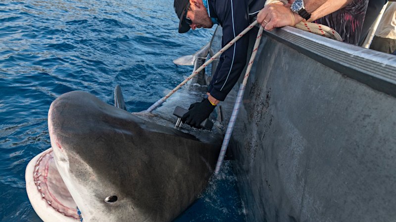 Norfolk Island reports unusual presence of large sharks near shore