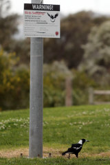 A sign warning of swooping magpies near the scene of the tragedy at Woonona. 