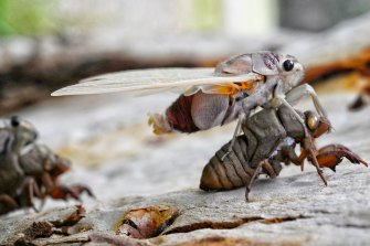 Cicadas leave their shells at Burralow Creek near Bilpin.