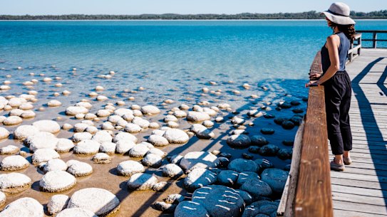 The thrombolites on the edge of Lake Clifton are among Western Australia’s threatened ecological communities.