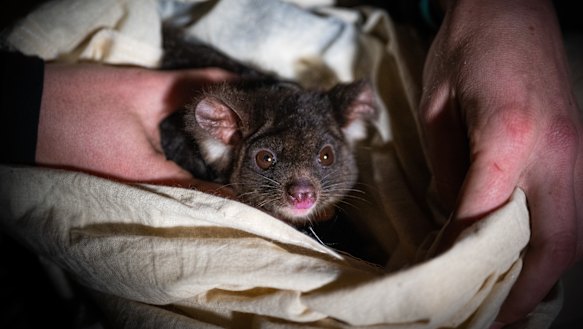 A greater glider was found dead after logging in the Tallaganda State Forest.