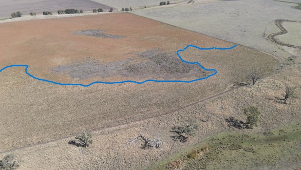 The damage wrought by feral pigs on Tom Dunlop’s sorghum paddock.