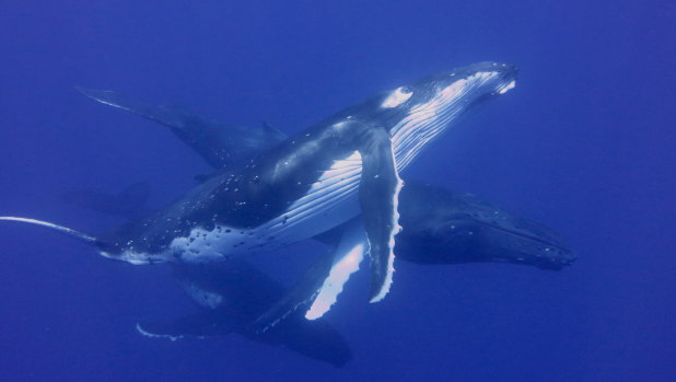 Humpback whales could see a population slump similar to grey whales a decade ago.