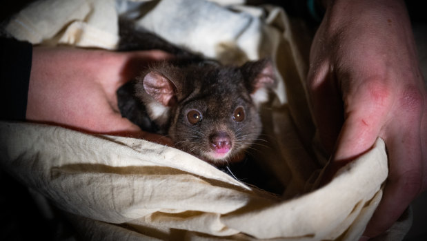 A greater glider was found dead after logging in the Tallaganda State Forest.