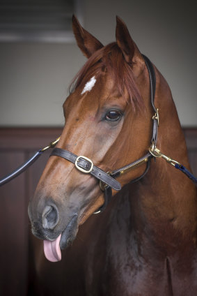 Character: Melbourne Cup winner Vow And Declare has plenty of it. 