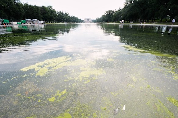 Green algae floats on the pool surface the same month.