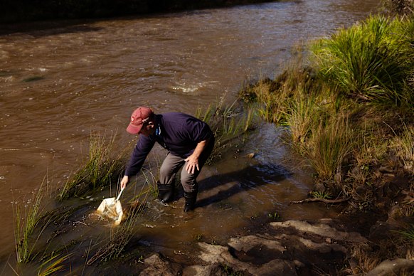 Professor Ian Wright taking water from the Wingecarribee River near the Berrima sewage treatment plant outfall. The river is running brown after heavy rainfall.