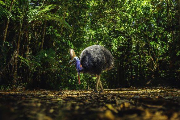 Visitors should be wary of wild cassowaries.