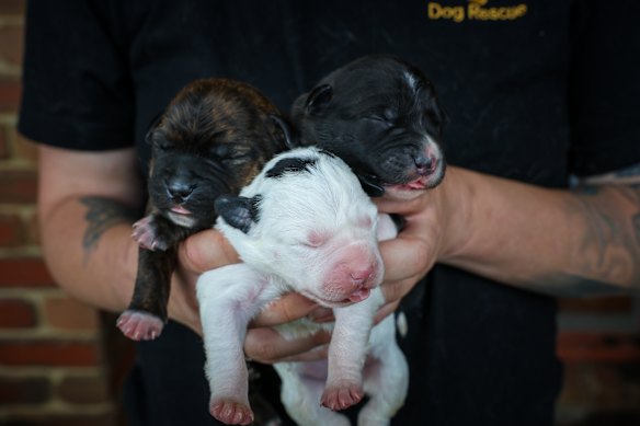 Three of the puppies that were born on Christmas Eve. 