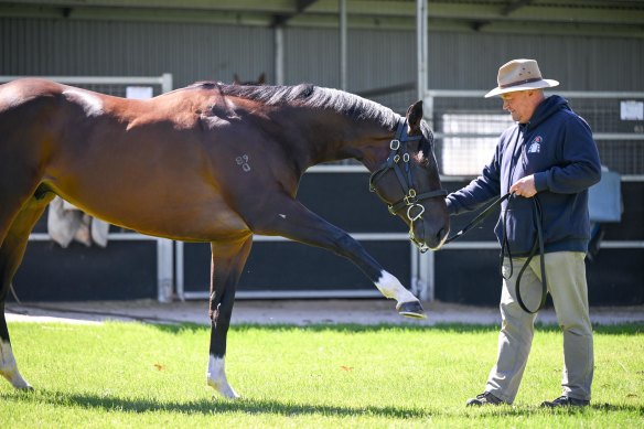 Tony McEvoy and Veight, ahead of Saturday’s Coolmore Stud Stakes.