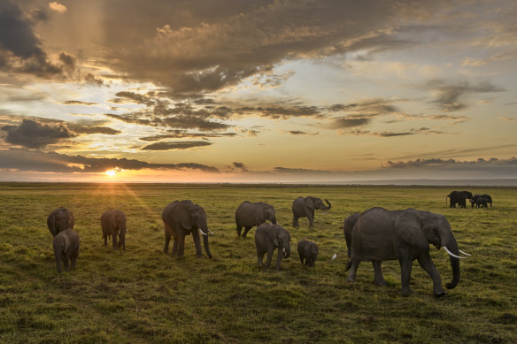 Elephant herds are led by powerful females who will eventually pass their ancient wisdom on to their daughters.