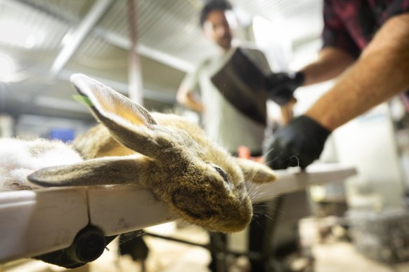 Dressing a rabbit shot in the field. 