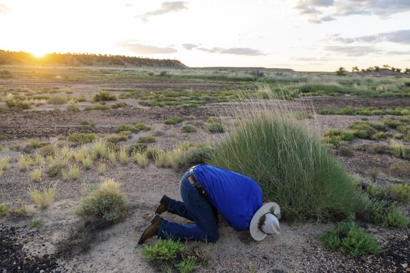 Leseberg looking for a nest. The birds often roost inside dense clumps of spinifex that offer protection from predators.