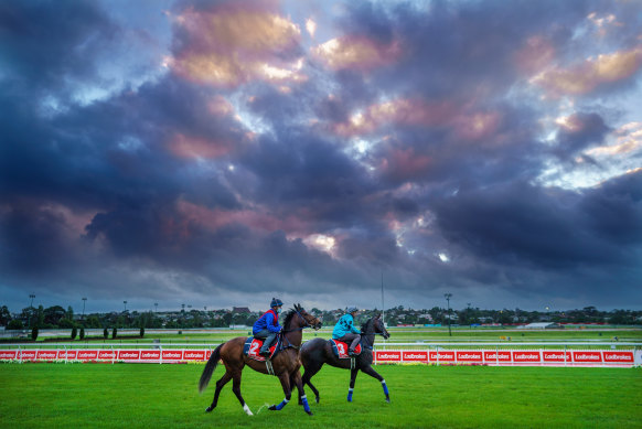 Zaaki and Mo’unga at trackwork at Moonee Valley.