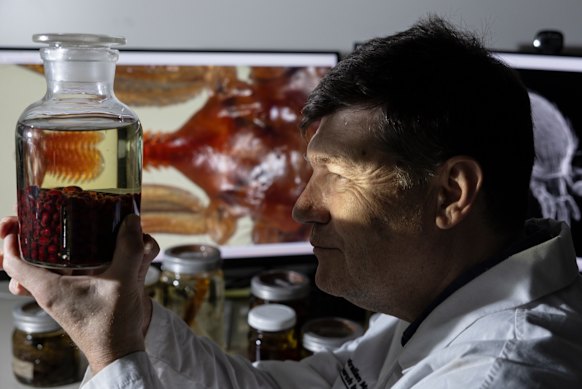 Dr Matt Shaw examines a common marsupial tick at the Australian Museum.