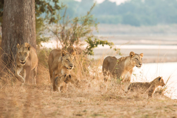 Lionesses and cubs in Zambia.